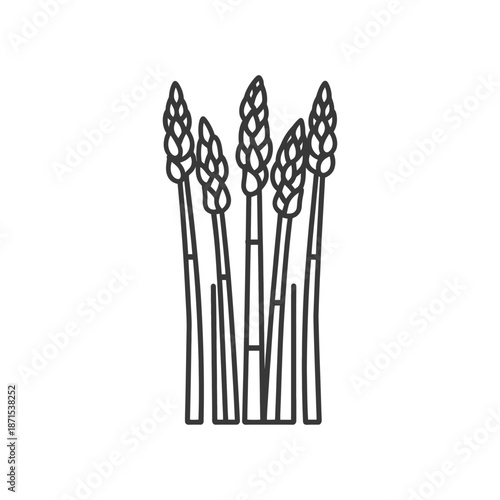 Line drawing of several asparagus spears