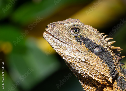 Portrait of an Australian Water Dragon