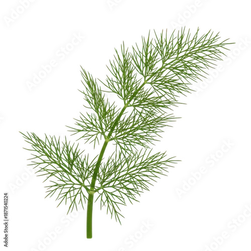 Fresh fennel herb isolated on transparent background