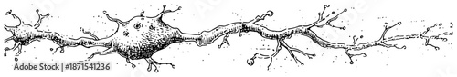 Hand drawn biological neuron cell illustration in vintage ink sketch style with branching dendrites