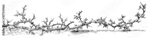 Detailed hand drawn thorny vines with leaves in vintage engraving style