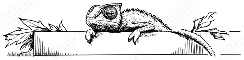 Hand drawn sketch of a chameleon lizard resting on a branch with leaves
