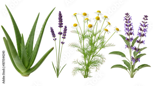 Aloe Vera, Lavender, Chamomile, Sage plants isolated on transparent background PNG
