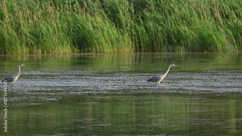 Wallpaper Mural two grey herons hunting on a pond Torontodigital.ca
