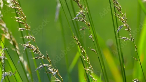 Wallpaper Mural green grass in the wind Torontodigital.ca