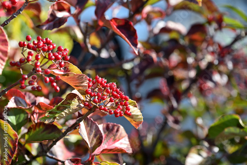 Red berries of the Japanese viburnum