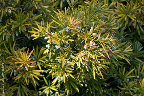 A Japanese yew tree bearing fruit, Podocarpus macrophyllus