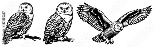 Snowy owl illustrations showing bird sitting and flying with wings spread
