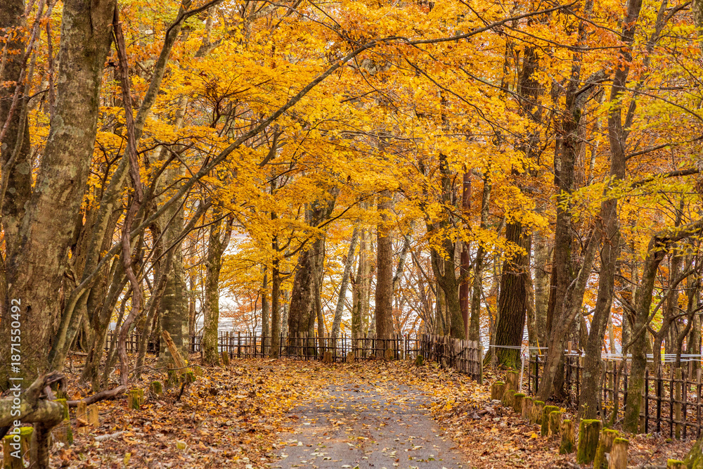 Fototapeta premium 日本の風景・秋 栃木県奥日光 紅葉のイタリア大使館別荘記念公園