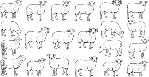 Black and White Hand-Drawn Sheep and Lamb Collection. Detailed line art illustrations of various farm animals in different poses, vintage sketch style for design projects.