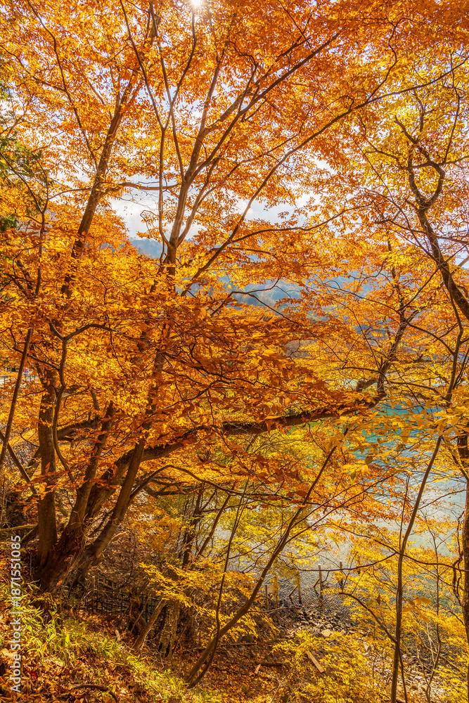 Fototapeta premium 日本の風景・秋 栃木県奥日光 紅葉の英国大使館別荘記念公園 
