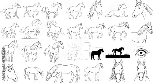 Extensive collection of hand-drawn horse line art sketches featuring various breeds, poses, and perspectives including full body, heads, and silhouettes, in black and white.
