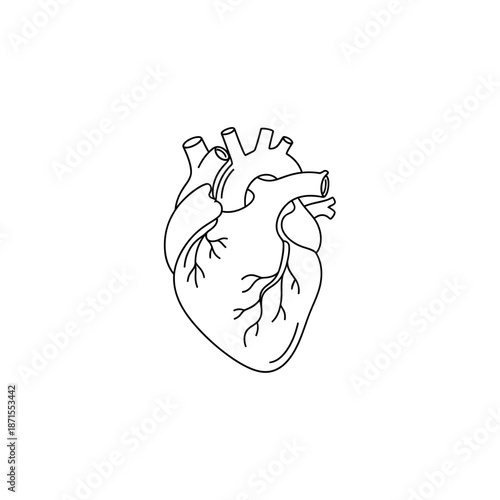 Human Heart Anatomy Illustration - Medical Line Art Icon