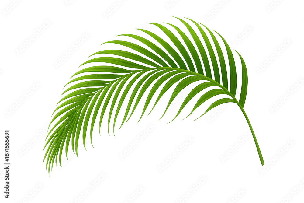 Fototapeta premium Green palm frond icon, tropical foliage element. Vector simulating tropical plant leaf, summer vacation concept