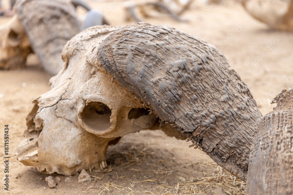 Naklejka premium Wild animal bones and skulls scattered on the ground in a dry natural environment. Remains in open landscape showing wildlife cycle, natural decay, arid conditions, ecology, survival concept