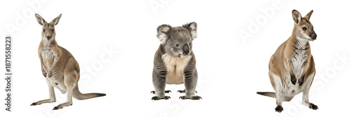 Photography Marsupials (Infraclass Marsupialia, Class Mammalia) pouched mammals including Ma