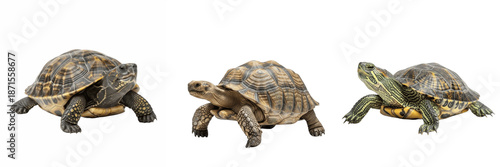 Testudines (Order Testudines, Class Reptilia) shelled reptiles including Cheloniidae turtles, Testudinidae tortoises and Emydidae terrapins with anatomical, physiological and evolutionary traits