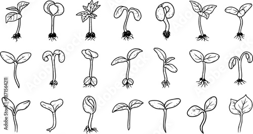 Detailed Hand Drawn Black and White Plant Sprouts and Seedlings Collection for Germination and Growth Education