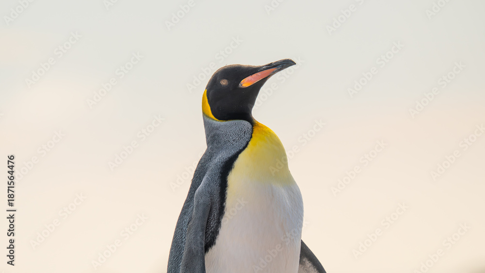 Obraz premium Close Up King Penguin on Beach All White Background Sky Falkland Islands Near Antarctica. Wildlife Penguin Colony. Cute Adorable Animal