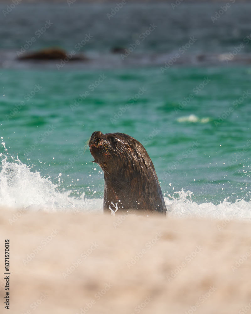 Fototapeta premium Seal Close Up Wet Fur Stunning Sunlit in Yorke Bay Falkland Islands. An Elephant Seal Splashing His Face Through the Green Colorful Water on Beach