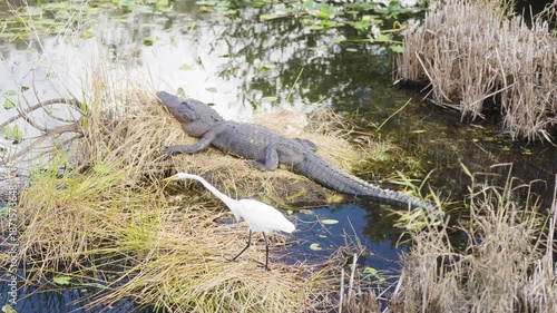 White Heron walking in front of American alligator swimming through shallow water in the Everglades