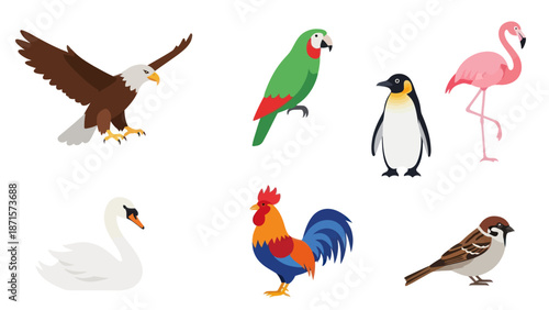 Various Birds Species Vector Illustrations.