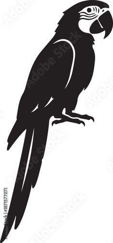 Macaw Parrot Silhouette on White Background