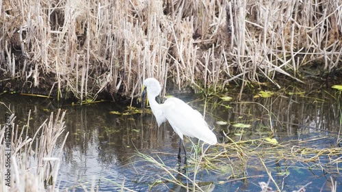 White heron in shallow water eating a large fish in the Florida Everglades