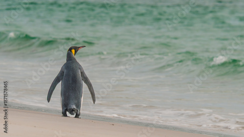 Tablou pe pânză King Penguin Walks on the Beach in Yorke Bay Falkland Islands Near Antarctica