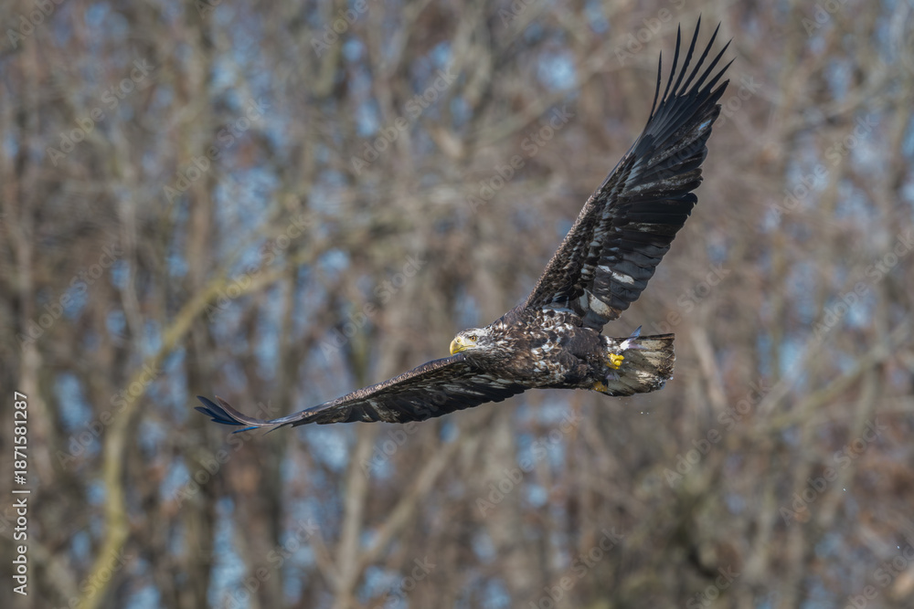 Fototapeta premium Juvenile bald eagle in flight.