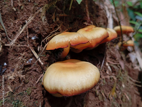 Wild mushrooms growing on forest soil