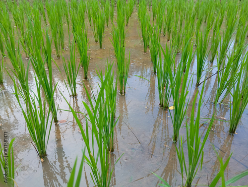 Young rice seedlings growing in shallow water