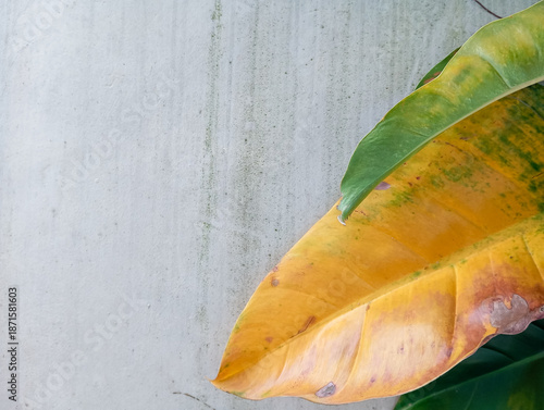 Close up of yellow leaf with textured wall background.