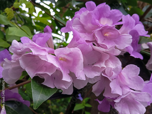 Beautiful purple flowers blooming with soft natural background