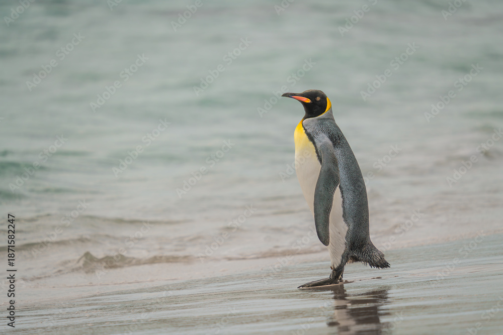 Fototapeta premium King Penguin Standing Beach Medium in Yorke Bay Falkland Islands Near Antarctica. Looks Out Across Ocean Documentary Cute Wildlife Penguin Colony