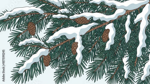 Snowy pine tree branch with cones on white background