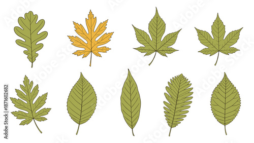 Collection of various hand drawn green and yellow tree leaves showing different shapes and species for botanical study.