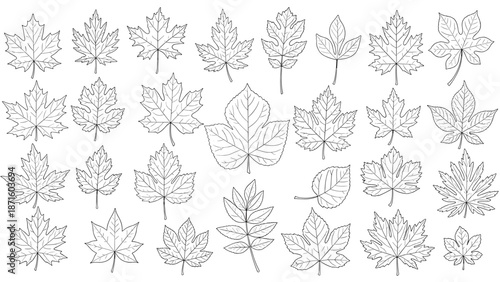Large collection of diverse leaf shapes and botanical specimens are rendered in a detailed black and white sketch style.