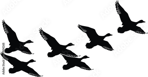 Black silhouettes of flying ducks in formation, wild waterfowl bird flock vector illustration, migratory birds isolated on a white background.