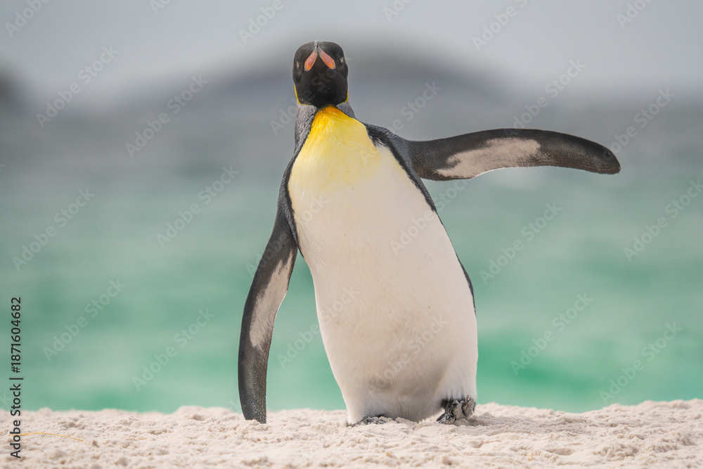 Fototapeta premium King Penguin Full Body Close Up on Beach in Penguin Colony Yorke Bay Falkland Islands Near Antarctica Sunny Day Funny Leaning to the Side