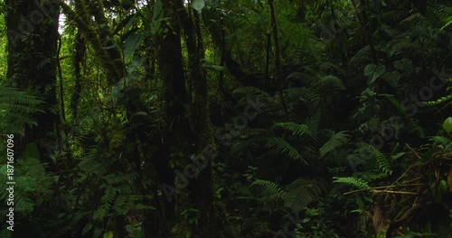 Wallpaper Mural Dark dense undergrowth of tropical rainforest with large ferns and jungle vegetation along hiking trail Torontodigital.ca