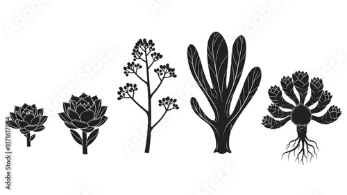 Botanical Illustrations of Various Succulent Plants and Their Growth Stages