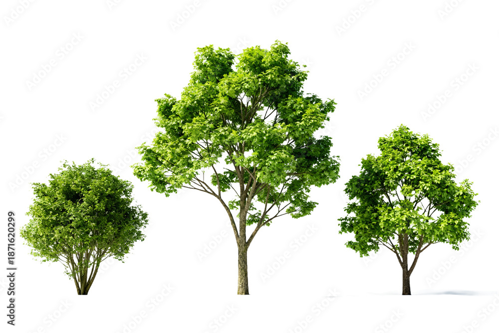 Obraz premium Three Green Trees on White Background