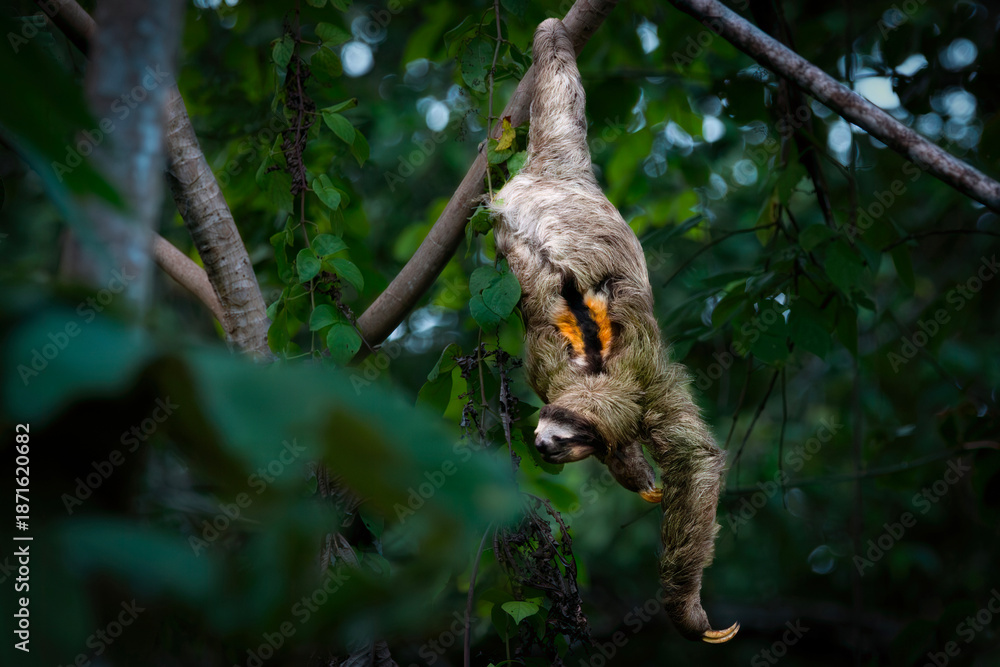 Obraz premium sloth in the jungle