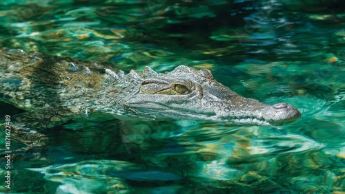 Close-up profile of a Nile crocodile partially submerged in clear, green, rippling water, showcasing its reptilian eye and scaly skin.