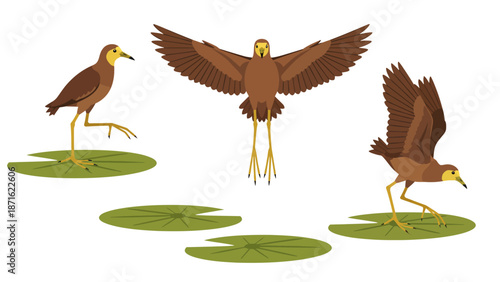 Jacana Bird Vector Illustration Set. Collection of Tropical Water Bird Poses: Flying, Walking, and Landing on Lily Pads. Isolated Wetland Wildlife Graphic.