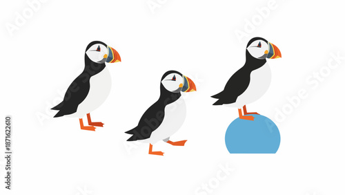 Cartoon Atlantic Puffins Set. Flat Vector Illustration of Cute Seabirds, Isolated Design Element for Children's Books and Nature Projects.