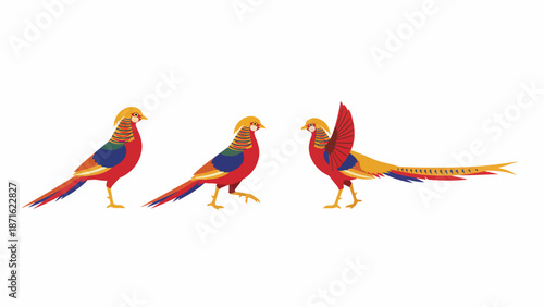 Colorful Golden Pheasant Bird Vector Set. Three exotic male game birds with long tails in flat graphic illustration style.