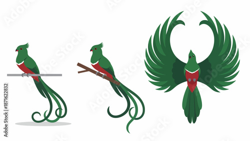 Resplendent Quetzal Vector Illustration Set. Three Poses of the Exotic Tropical Bird: Perching and Flying. National Symbol of Guatemala.
