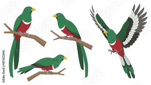 Resplendent Quetzal Bird Vector Illustration Set. Tropical Animal in Perching and Flying Poses, Isolated Wildlife Icon.